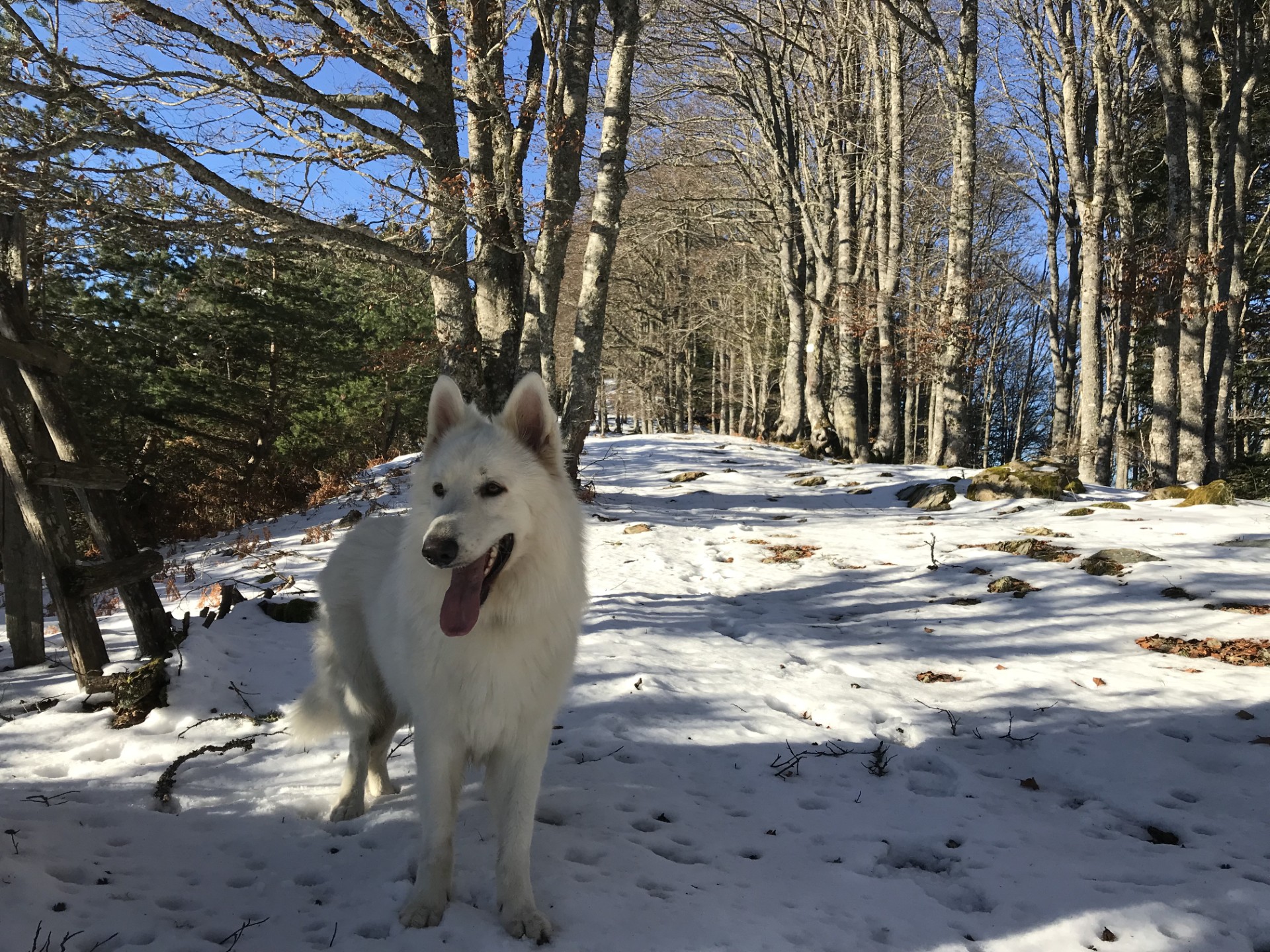 Canirando neige