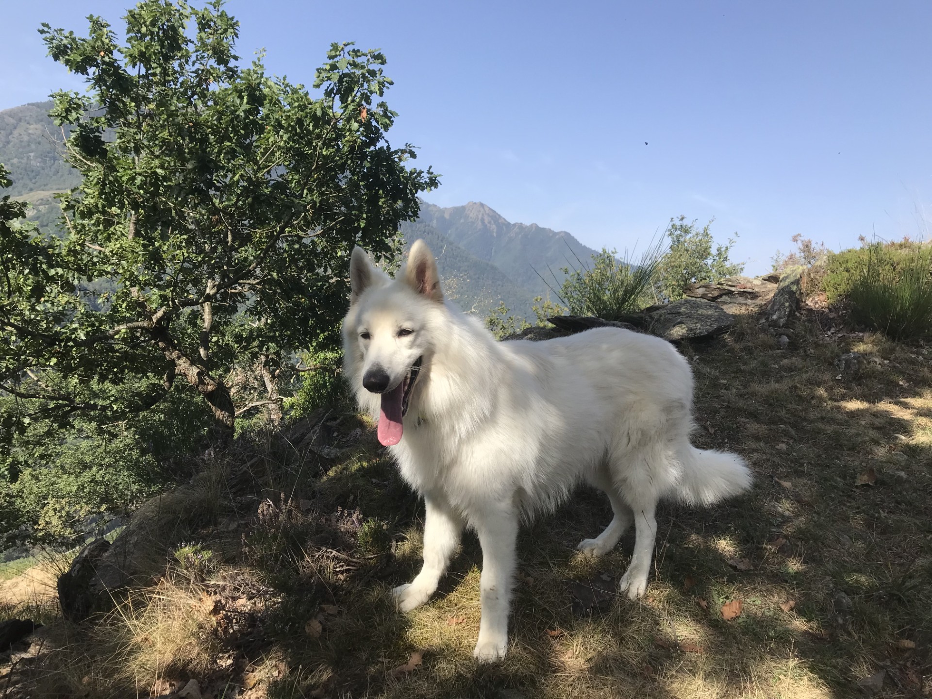 Vacances avec mon chien