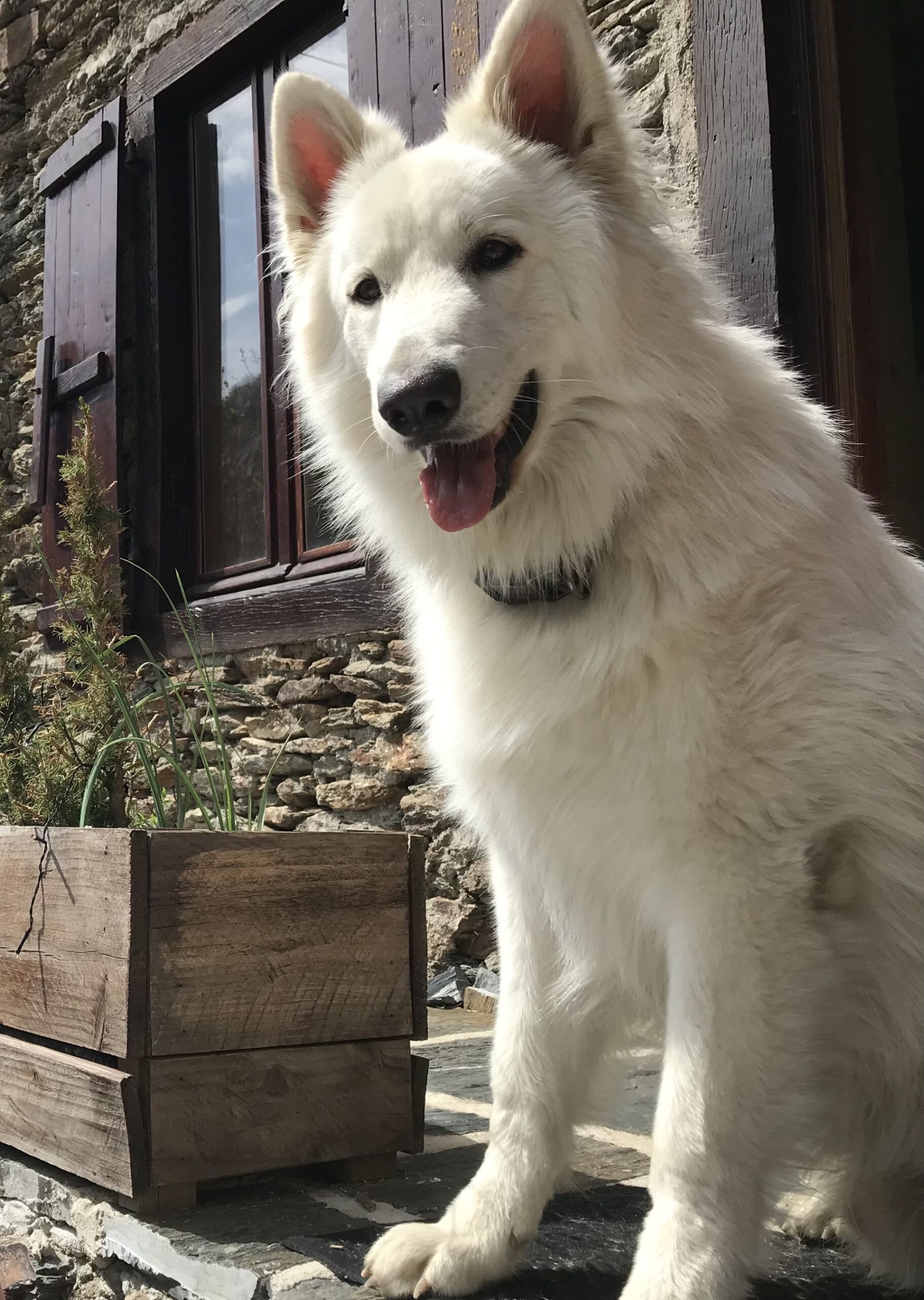 Logement accueil chien Pyrénées