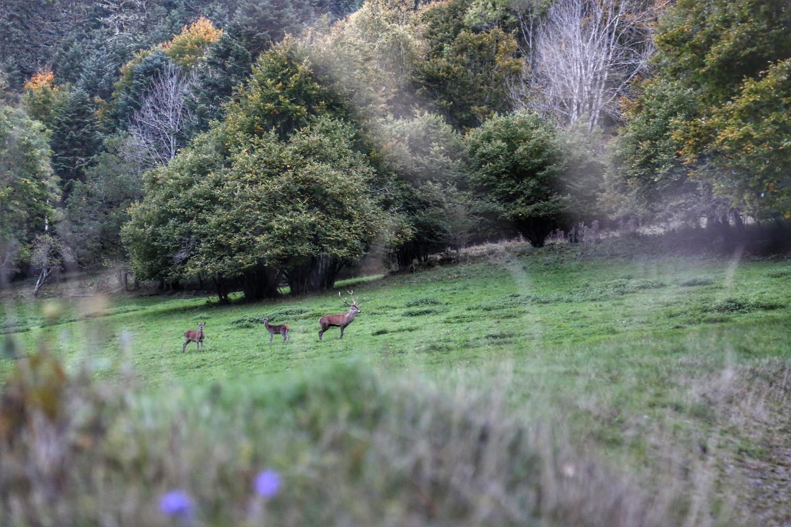 Brâme du cerf en vallée d'Oueil