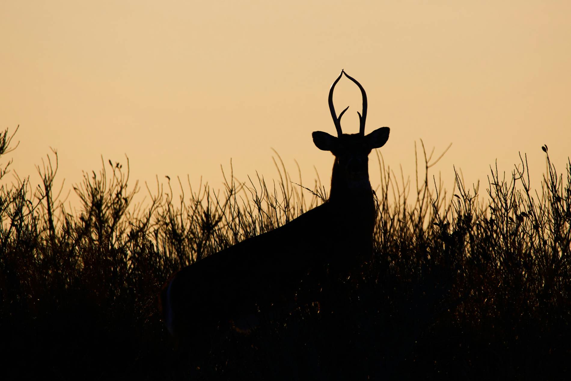 faune pyrenees