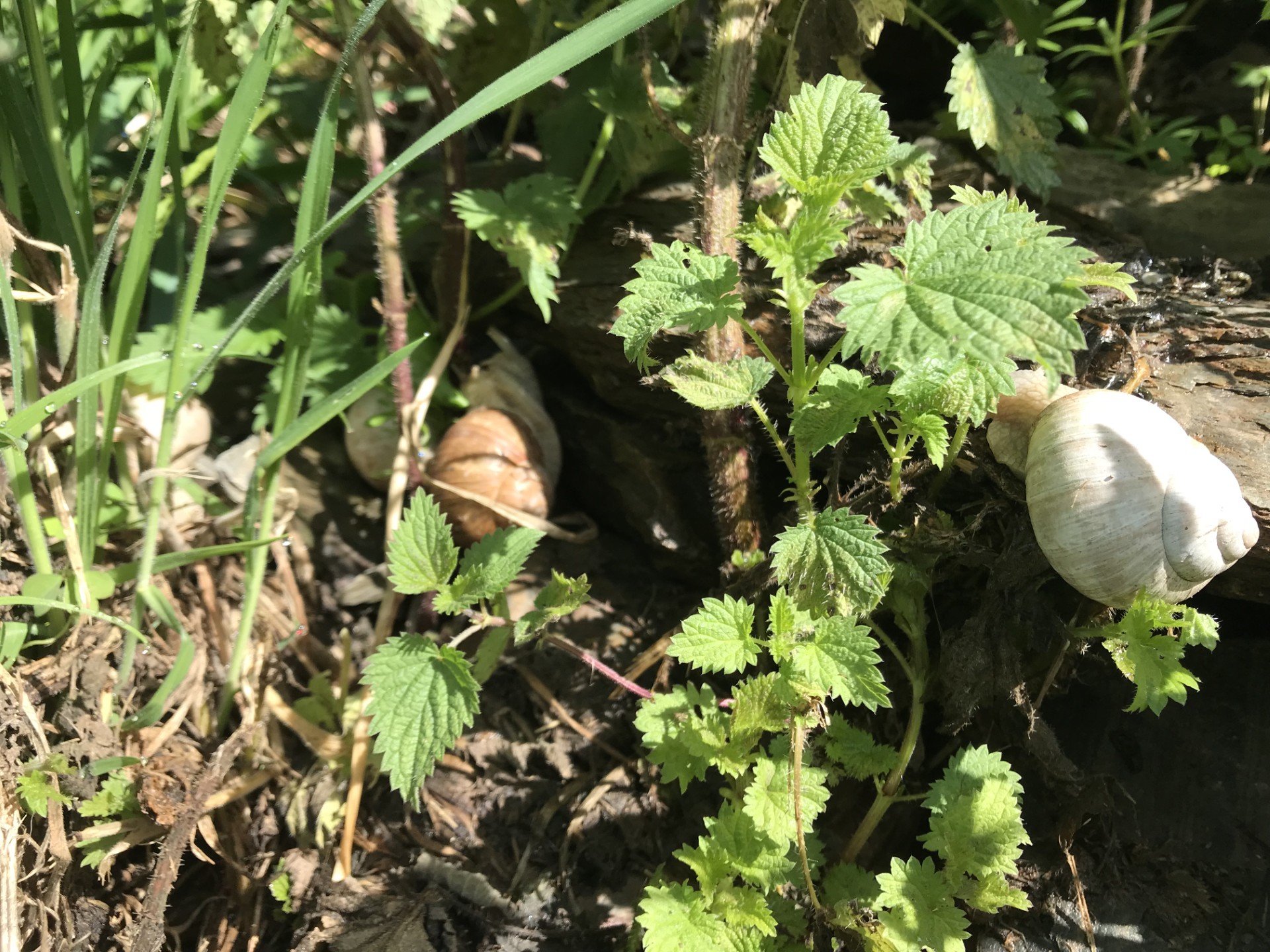 Faune et flore Pyrénées Haut-Garonnaises