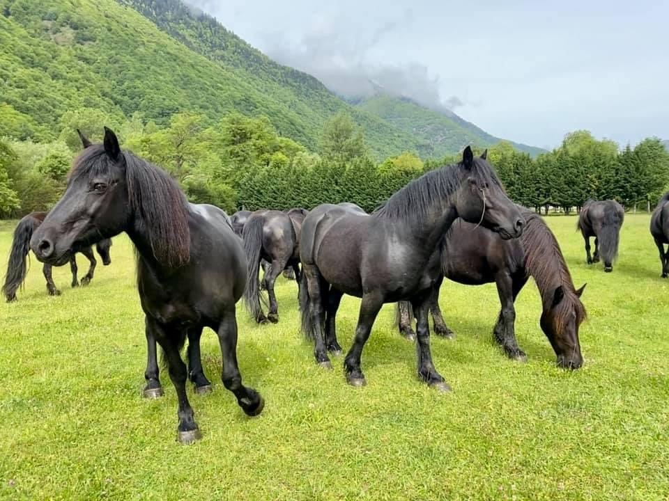 Chevaux de Mérens