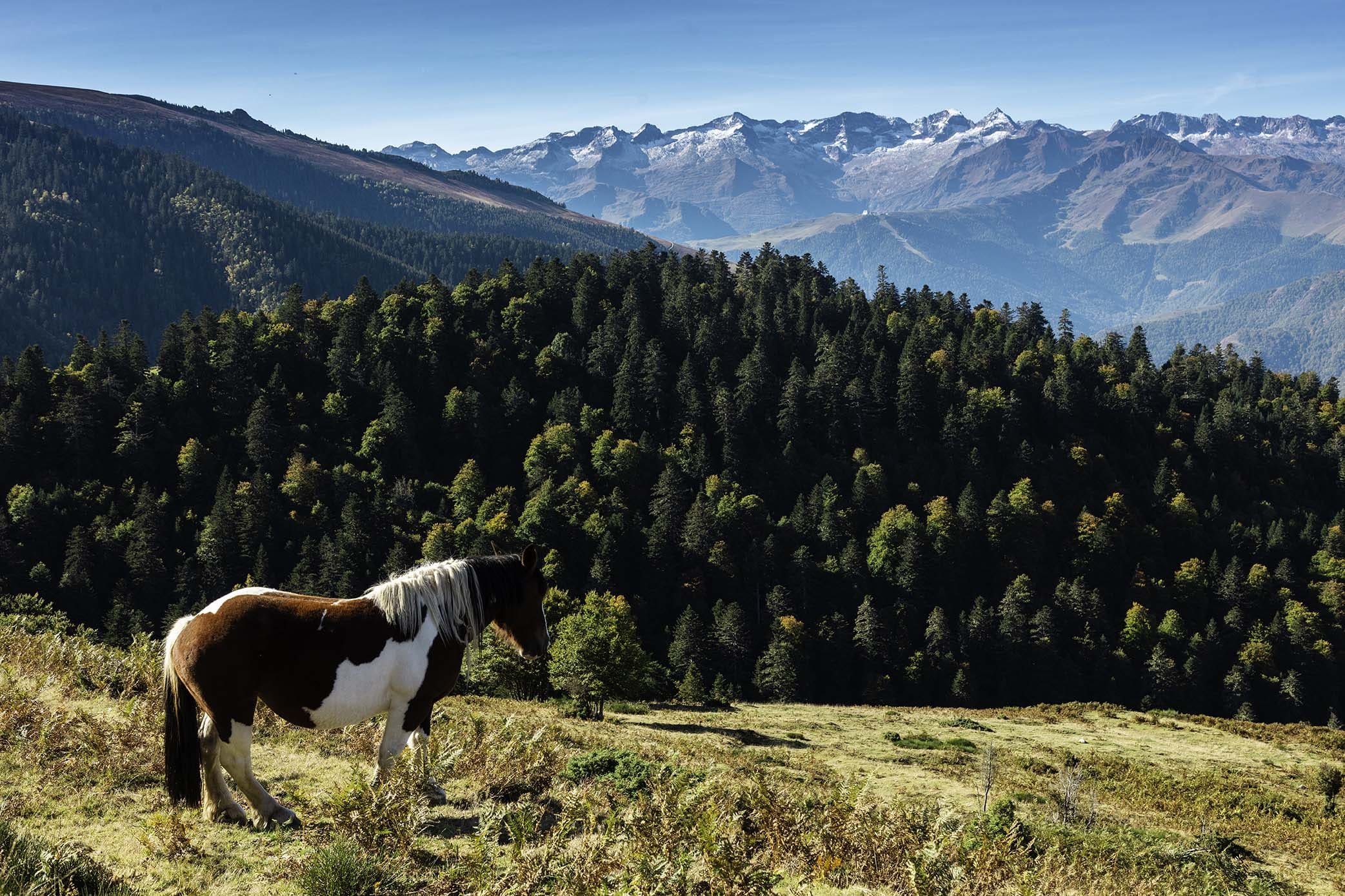 Cheval au Pic de Bacanère et du Burat