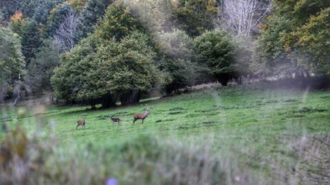 Le brame du cerf en vallée d'Oueil