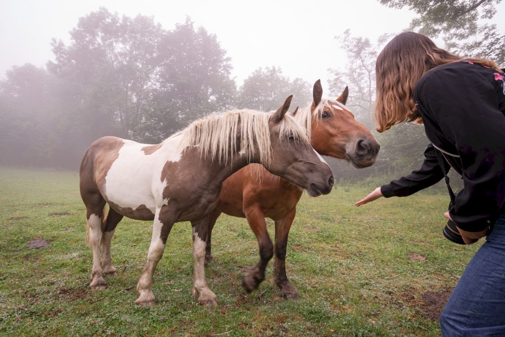 Rencontre avec des chevaux dans les pyrénées