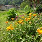 la-pepiniere-le-jardin-de-heyrech-sauveterre-de-comminge-pyrenees31 (5)