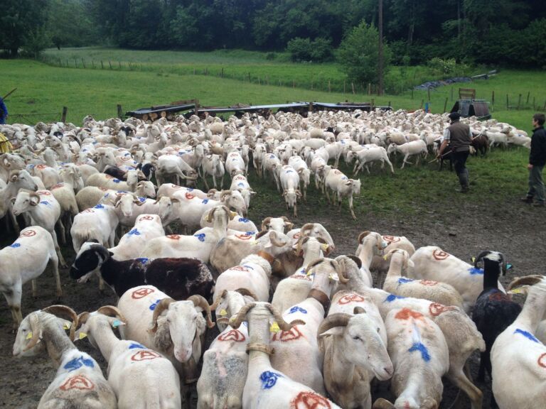 transhumance-escalette-boutx-pyrenees31